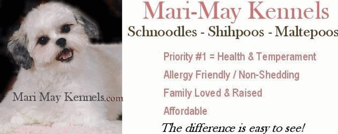 Mari-May Kennels, Michigan, Canine Cuties, Designer Dogs, Schnoodle puppies, Schnoodles, Shihpoos, puppies for sale, Maltepoos