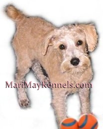 Mari May Schnoodles make exceptional family pets.