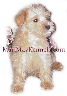 Schnoodle coat type, MariMay Kennels, Michigan Schnoodles