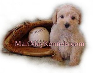 Put me in coach, I'm ready to play! Mari May Kennels, Michigan Schnoodles