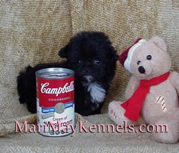 Tiny Shihpoo puppy, Mari-May Kennels, Michigan, puppies for sale