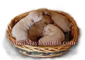 A tisket, a tasket, pretty schnoodles in a basket. Mari May Kennels, Michigan Schnoodle dogs.