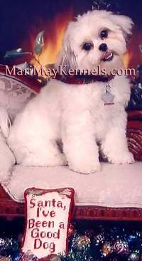 An adorable Shih-poo named Sophie. MariMay Kennels, Michigan