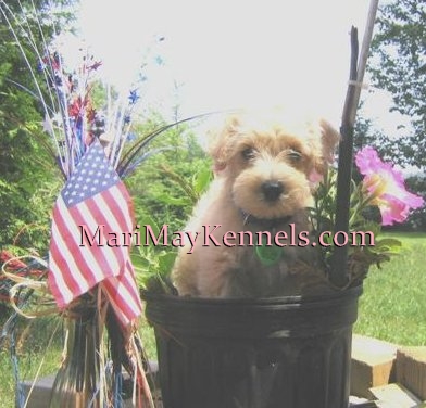 a yankee doodle Schnoodle dog from Mari May Kennels