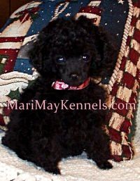 Michigan Mari-May Toy Poodle