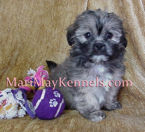 Shih-poos are perfect companion dogs. MariMay Kennels, Michigan, puppies for sale