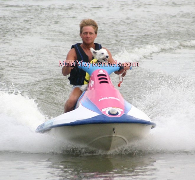 A Mari May Schnoodle enjoying a ride on a jet ski