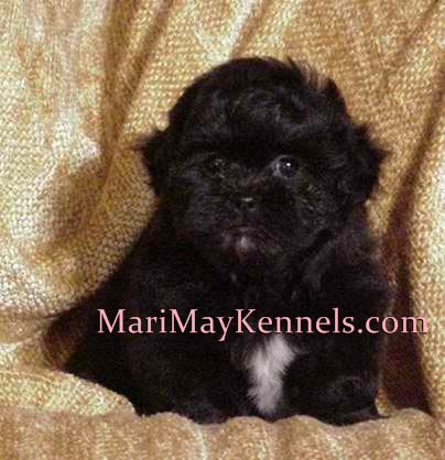 Shih-poos come in all colors, Mari-May Kennels, Michigan