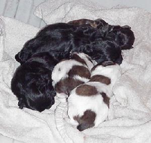 Shihpoo puppies at one week old