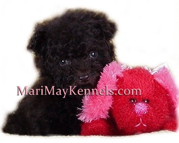 Mari-May Kennels, Schnoodle, Shih-poo, Maltipoo, puppy prices